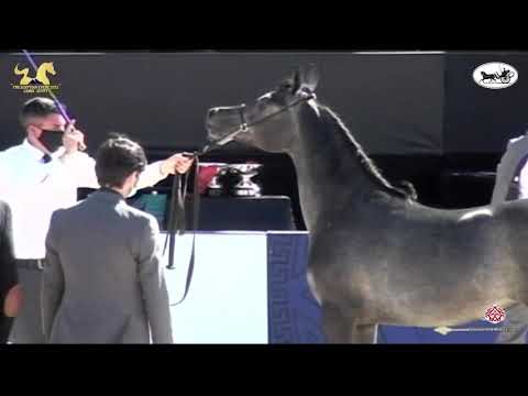 N 11 HANAYA AL FARAZDAK   The Egyptian Event Cairo 2021   Yearling Fillies Class 1B