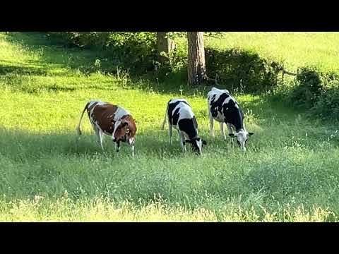 Paradise for cow’s 🐮🇨🇭Swiss