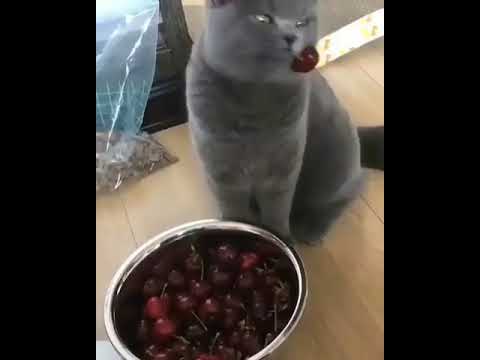 funny cat eat cherry