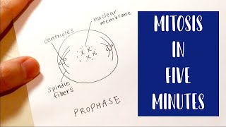 Mitosis in 5 Minutes | Drawing and Labeling Diagram Tutorial