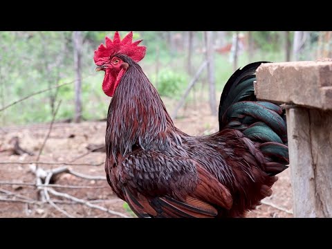 , title : 'Rhode Island Red - A raça de galinha que conquistou o mundo'