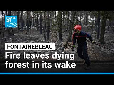 As the smoke clears, the Fontainebleau forest takes stock of its destruction