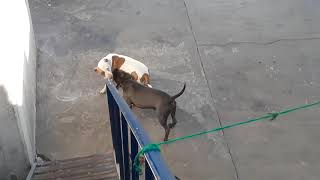 Pitbull blue vs pitbul terrier  blanco con cafe