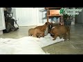 Boxer dogs for sale: Bluster - Video 1