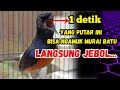 PANCINGAN MURAI BATU GACOR DALAM HITUNGAN DETIK MURAI APAPUN LANGSUNG IKUT NYAUT BUNYI GACOR