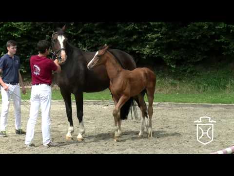 130 Hengstfohlen von Cascadello   Caretino   Chamisso