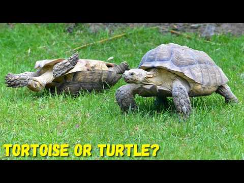 Tortoise Vs. Turtle: What’s the REAL Difference? | Wildlife Facts