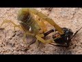 Scorpion Catching Stinging And Preying On Black Widow Warning May Be Disturbing To Some Viewers