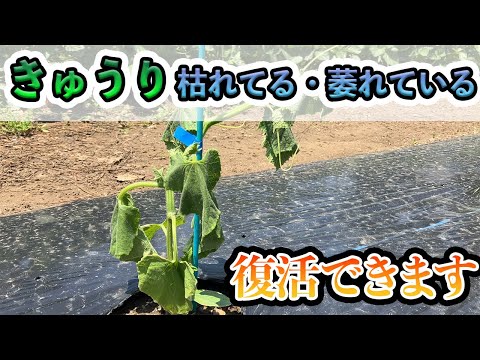 なぜ私の苗は成長しないのですか