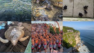 Day 2 Ultimate Uluwatu Guide: Turtle Island, Cliff Temples, Kecak Fire Dance! 🌴#BaliVlog #Uluwatu