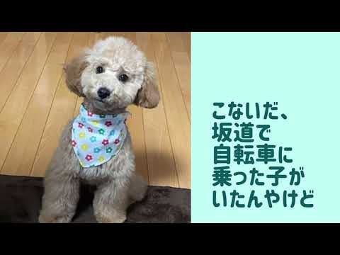 ワンワンU・x・Uお悩み相談室9️⃣〜敦賀市「BUDDYくん」🐶自転車🚲点検で事故防止‼️合言葉は「#ぶたたはしゃべる」