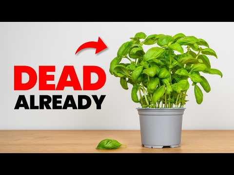 Why EVERY Basil Plant You Buy Dies In 1 Week