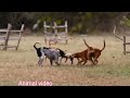 Monkey Dog Fighting Dog Attack Monkey