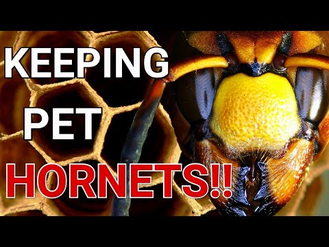 Growing a MONSTER Hornets Nest! | How I Relocate and Keep Hornets!