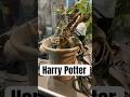 Moving Mandrake Prop #harrypotter #mandrake