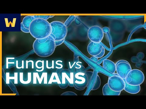 What Is Fungus and How Do Fungal Infections Happen? | An Introduction to Infectious Diseases