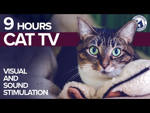 9 HOURS of Visual and Sound Stimulation for Cats at Home