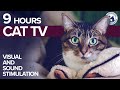9 HOURS Of Visual And Sound Stimulation For Cats At Home