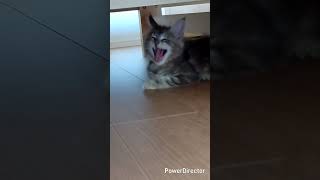 メインクーンのあかねちゃん（出てきてくれません。）