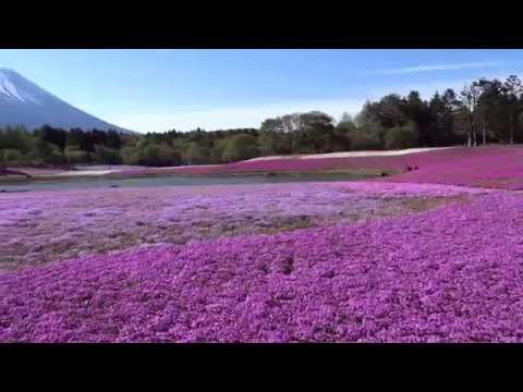 ที่เที่ยวลำพูน