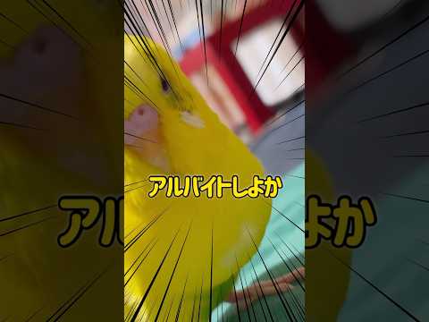 園芸 オウムのくちばし、ロティエ・ド・ベルトロ