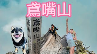 「鳶嘴山」112.06.07 (feat.🐯哥+米漿🐶) #鳶嘴山 #大雪山 #柴犬  #登山