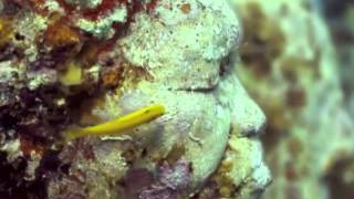 Robyn Hitchcock -  Luminous Rose