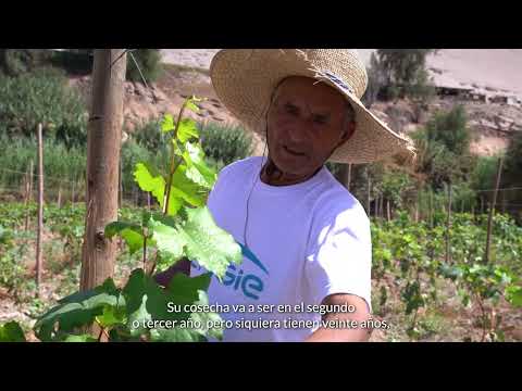 , title : 'Programa de Cultivo de Uvas'