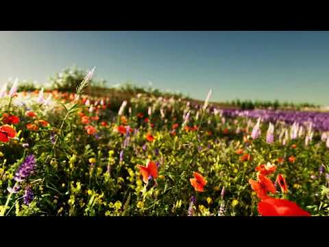 Amazing seeing || A Vibrant Field Of Flowers Under A Clear Blue Sky ||