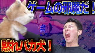 【あつ森】撮影の邪魔をしてくる犬にブチギレ