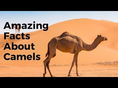 30 Mind-Blowing Facts About Camels You Didn’t Know! 🐪