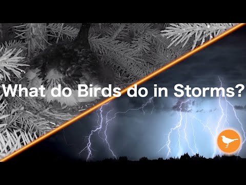 YouTube video about: How to protect birds nest from storm?