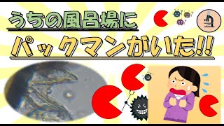 お風呂場で謎のパックマン発見!! A mysterious Pac-Man was found in the bathroom!!