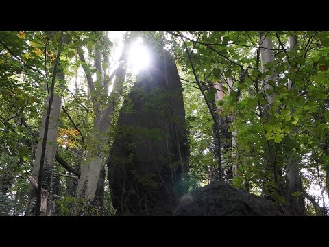 Vergessene Orte DAS GEHEIMNIS DES KAPELLENBERGES IN SAMTENS - RÜGEN Lost Places Verlassene Orte