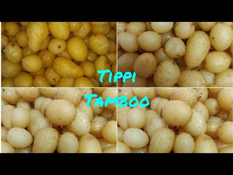 tippi tamboo or topi tamboo