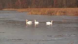 preview picture of video 'Icebreaker Swans - The First Freeze'
