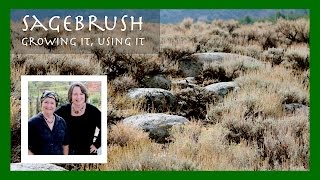 Sagebrush (Artemisia tridentata): A Drought-Tolerant Plant for you Garden (and other uses)