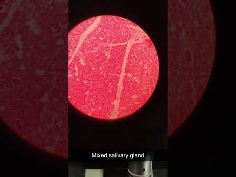 histology slide - mixed Salivary 🌼#youtubeshorts #anatomy #fmge #neet2025 #next #neetpg #viralshort