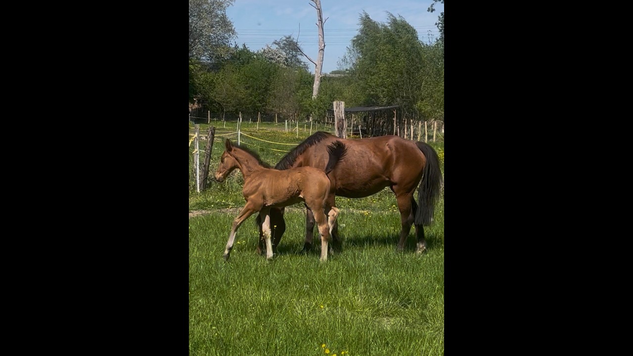 Jinx Star Z (J-STAR x ELDORADO VD ZESHOEK TN) video 1