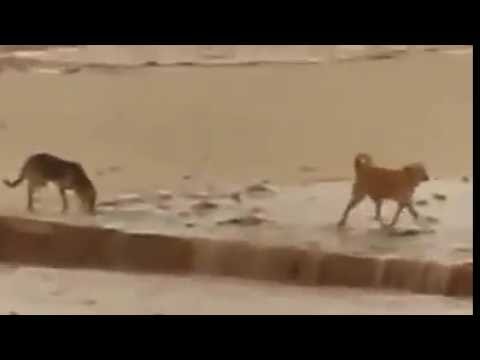 نهاية حزينة لثلاثة كلاب في فيضان واد مزي بالأغواط الجزائر