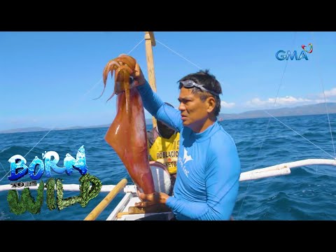 Catching ‘dalupapa’ or giant squids of Romblon | Born to be Wild