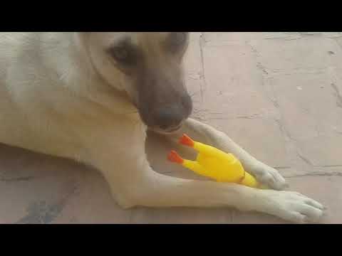 All my dogs in one video |READ DESCRIPTION