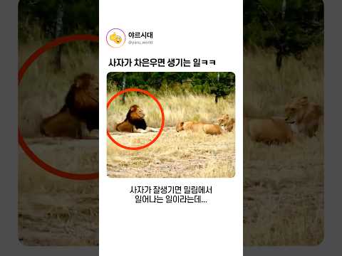 사자가 차은우면 생기는 일ㅋㅋ