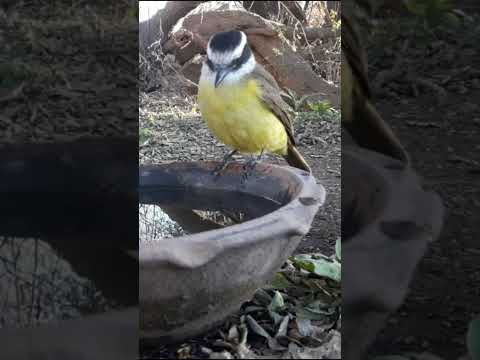 Birdday 070 Benteveo 1807 25