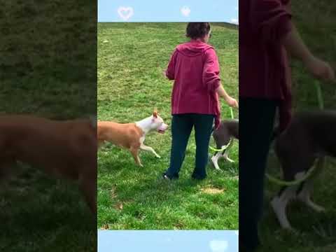 #rescueanimals #rescuedog #lifestory #animal #rescue  #rescueanimals  #animalsof