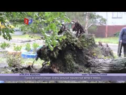 В Мариуполе ветер с корнями вырывает деревья 24.09.2014