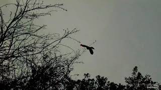 Pigeon shooting in the woods 31 Oct 2017
