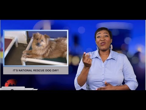 It’s National Rescue Dog Day! (ASL - 5.20.19)