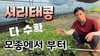 서리태콩 심기전 이건 꼭해야 다수확 서리태콩 심는시기