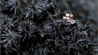 Nunca Mais La Fuga Tributo